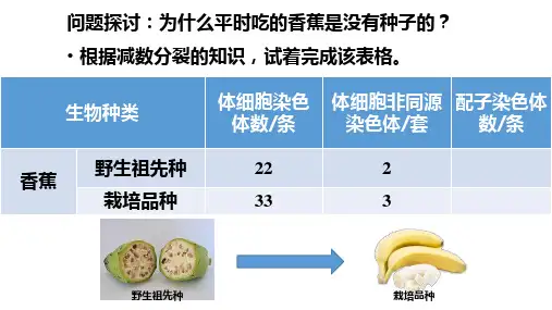 染色体变异课件高一下学期生物人教版必修2(1)