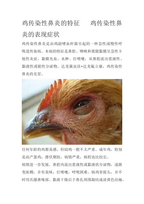 鸡传染性鼻炎的特征   鸡传染性鼻炎的表现症状