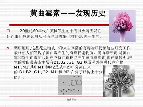 黄曲霉素课件