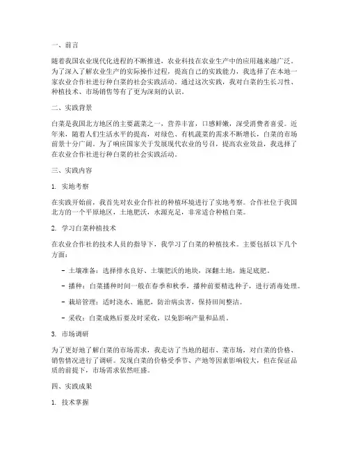 种白菜社会实践报告范文