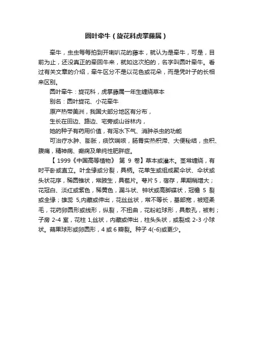 圆叶牵牛（旋花科虎掌藤属）