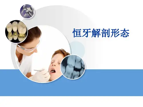 牙体解剖生理 恒牙的解剖形态 尖牙类