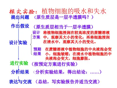 高一生物质壁分离与复原(PPT)4-2