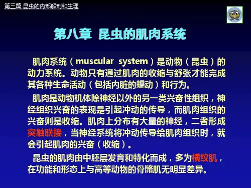 昆虫的肌肉系统ppt课件
