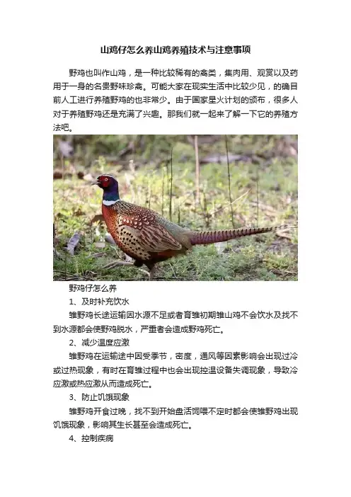 山鸡仔怎么养山鸡养殖技术与注意事项