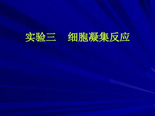 实验三细胞凝集反应