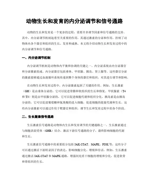 动物生长和发育的内分泌调节和信号通路