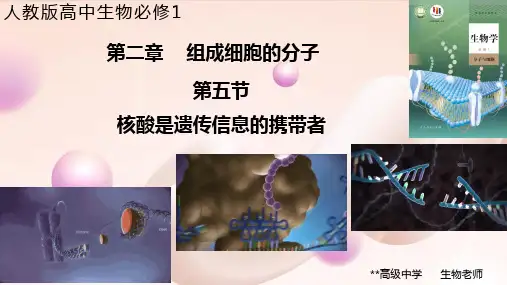 人教版高中生物新教材  必修1分子与细胞  第2章第5节 核酸是遗传信息的携带者