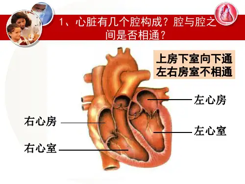 观察心脏结构