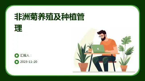 非洲菊养殖及种植管理