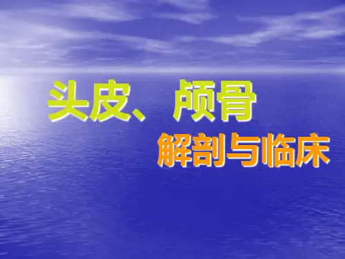 头皮和颅骨解剖