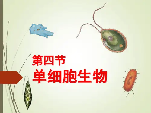 初中生物 人教版七年级上册 第二单元第二章第四节《单细胞生物体》课件