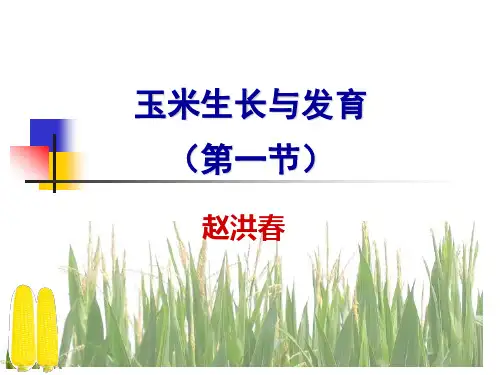 玉米生长与发育第一节