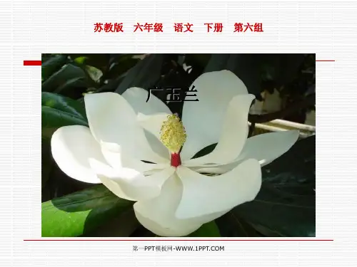 《广玉兰》PPT课件 (共27张PPT)