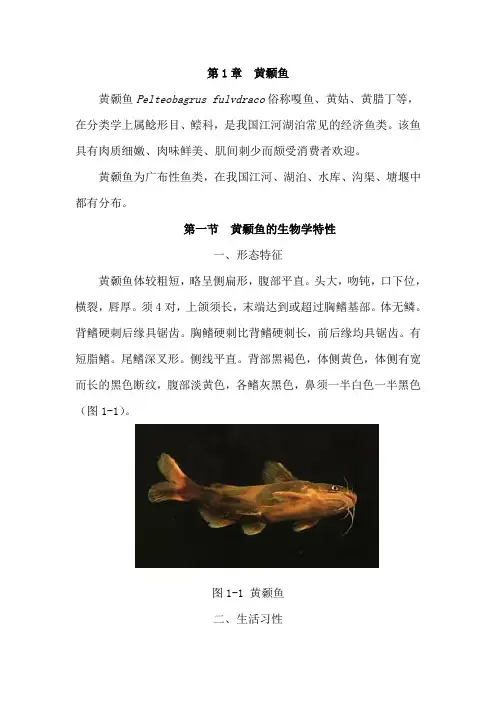 黄颡鱼