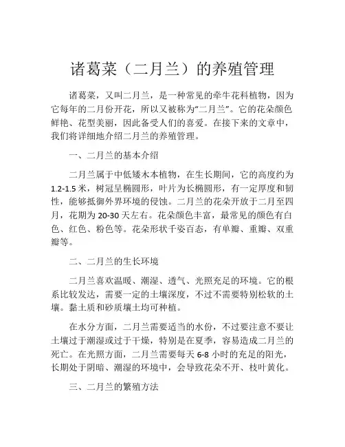 诸葛菜(二月兰)的养殖管理