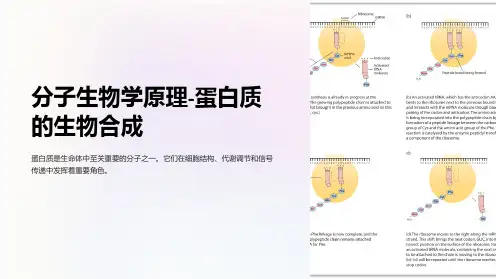 分子生物学原理-蛋白质的生物合成