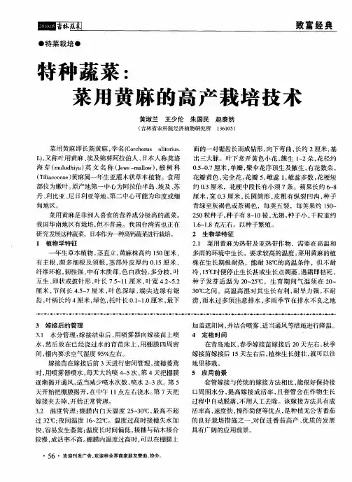 特种蔬菜：菜用黄麻的高产栽培技术