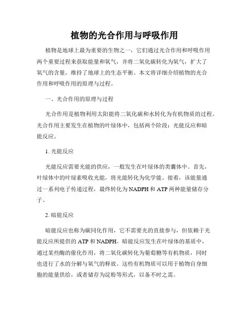 植物的光合作用与呼吸作用