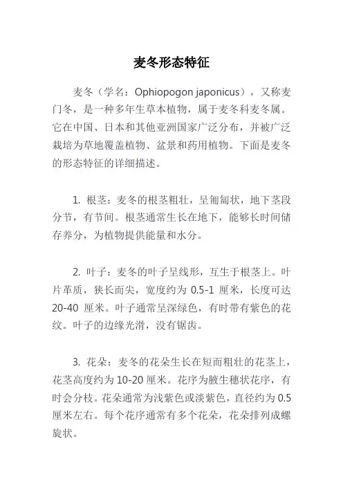 麦冬形态特征
