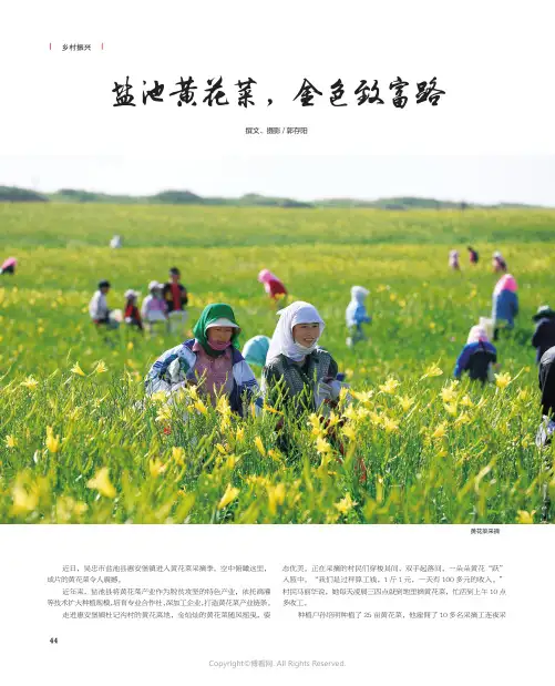 盐池黄花菜，金色致富路