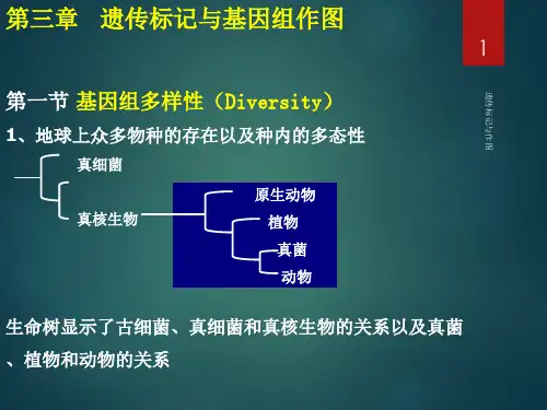 遗传标记与作图课件