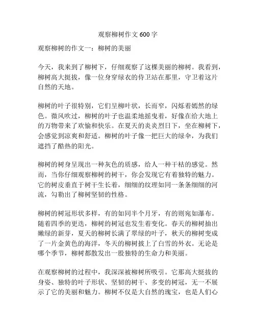 观察柳树作文600字