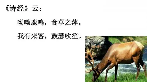 17.麋鹿课件上课
