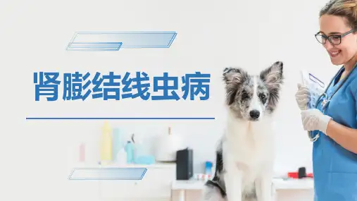 犬猫的寄生虫病(肾膨结线虫病)-宠物医生课件