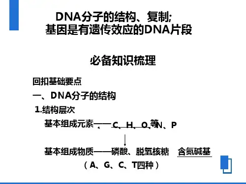 高三复习DNA分子的结构、复制及基因