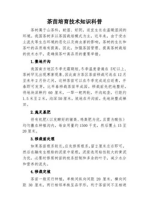 茶苗培育技术
