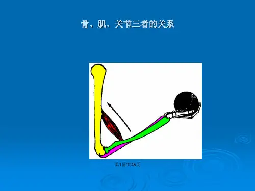骨学总论躯干骨.pptx