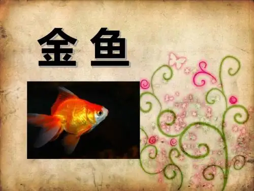 《金鱼》动物PPT课件4 (共23张PPT)