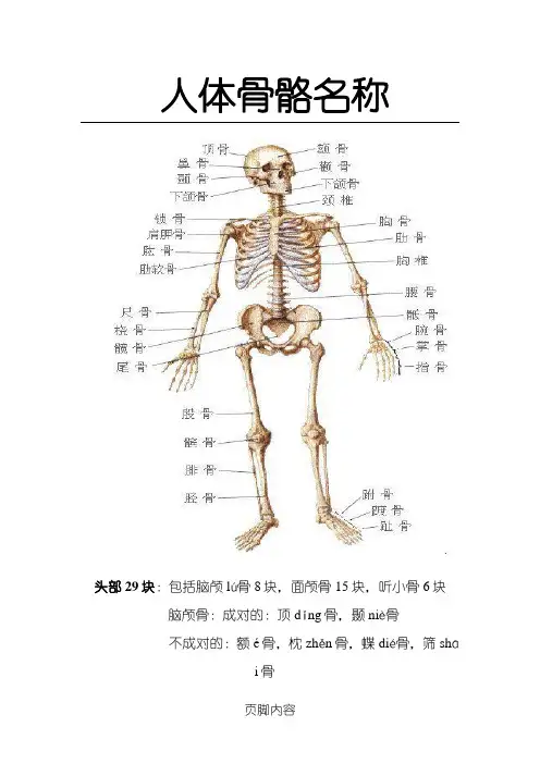 人体骨骼名称(附拼音)