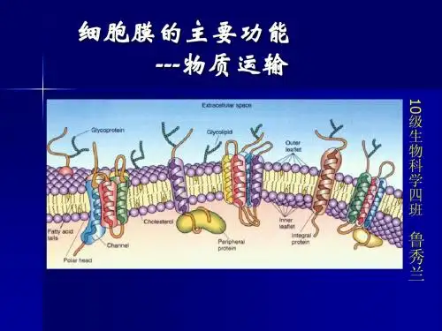 细胞膜的主要功能