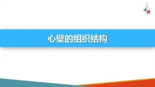 心血管系统—心脏(组织胚胎学课件)