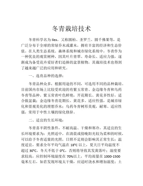 冬青栽培技术