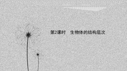 中考一轮复习第2课时生物体的结构层次知识梳理(PPT课件(初中科学)21张)