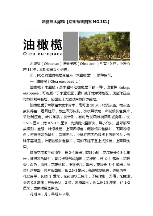油橄榄木犀榄【应用植物图鉴NO.381】