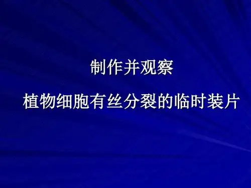 4-3观察有丝分裂实验