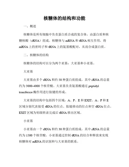 核糖体的结构和功能