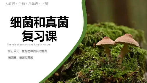 5.4细菌和真菌(复习课)课件-2024--2025学年人教版生物八年级上册