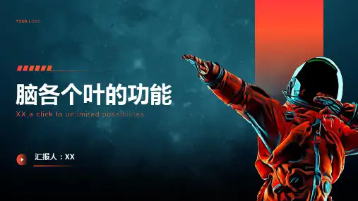 脑各个叶的功能