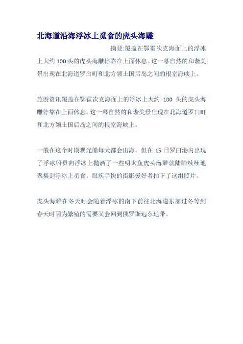 北海道沿海浮冰上觅食的虎头海雕