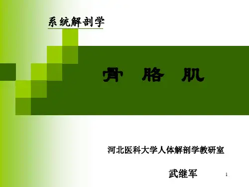 运动系统肌学PPT课件