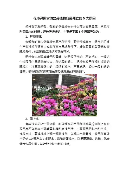 花市买回家的盆栽植物容易死亡的5大原因