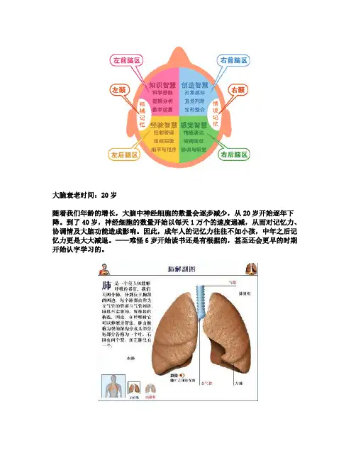 人体器官衰老顺序