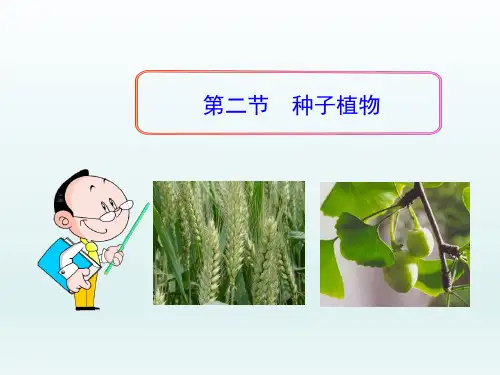 七年级生物上册3.1.2种子植物