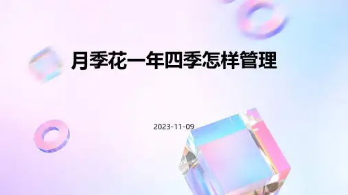 月季花一年四季怎样管理
