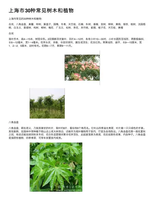 上海市30种常见树木和植物
